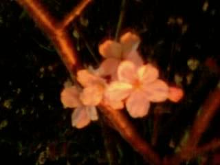 プチお花見♪
