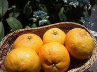 自然栽培の無農薬甘夏入荷してます♪