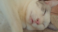 自分へのご褒美に。。。