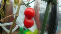 トマト収穫♬