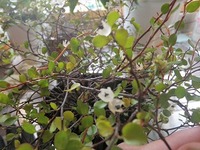 ﾜｲﾔｰﾌﾟﾗﾝﾂの花？！