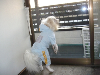 犬と私とマルガリータ