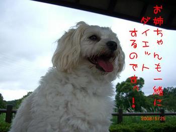 飼い主さんと飼い犬さん