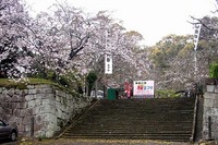 みやｃｈａｎお花見会ｉｎ高鍋