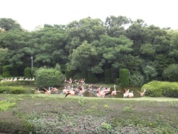 宮崎市フェニックス自然動物園