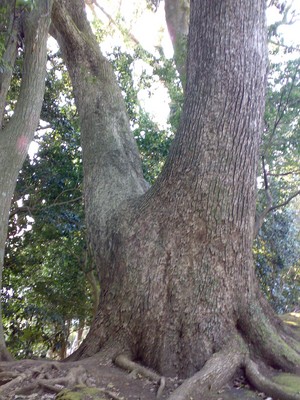 湯之宮神社の楠木の画像・写真