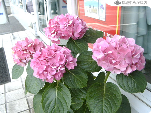 紫陽花