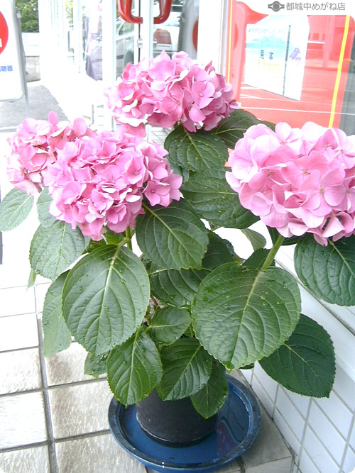 紫陽花
