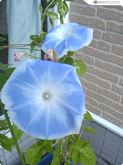 あさがお