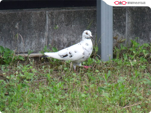 白い鳩