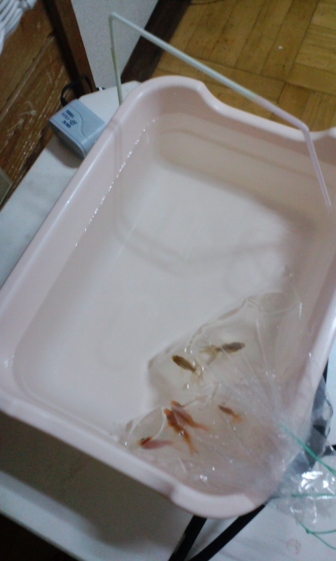お祭り金魚