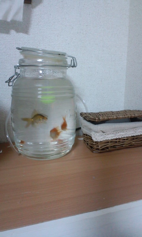 お祭り金魚