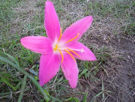 サフモド開花。