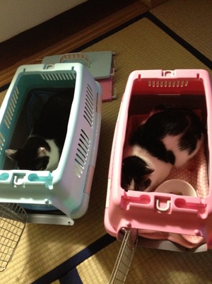 じゅん君とマリーちゃんの卒業。。。