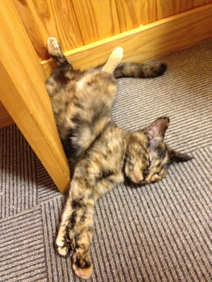 本日も