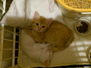 茶トラちゃんと黒ちゃん
