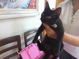 茶トラちゃんと黒ちゃん
