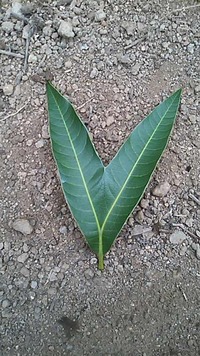 自然の力