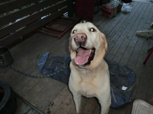お預かり犬