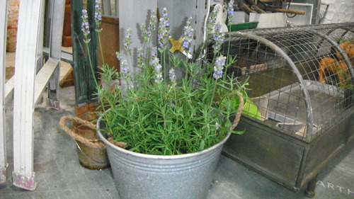 寄せ植え