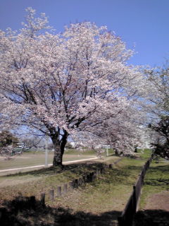 ４月１日の桜♪