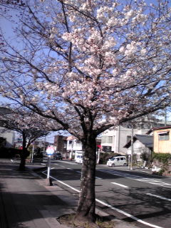 ４月１日の桜♪