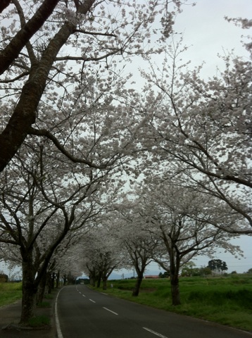 ***垂水公園と西都原の桜***