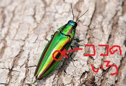 変な男が居たんです 変な男が居たんです