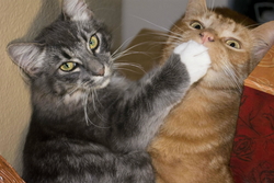 オヤジと愛猫シロ