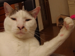 無敵すぎて