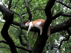 実は猫も好きです