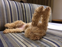 犬は幸せ? 犬は幸せ?