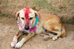 犬は幸せ? 犬は幸せ?