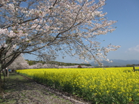 西都原きれいでしたぁ★