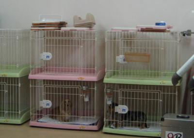 ペットホテルに2泊3日ご宿泊!