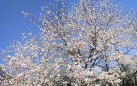 桜満開の平和台！