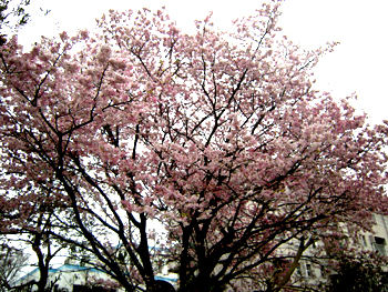満開の寒桜・4！