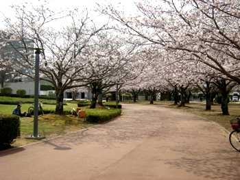 桜の文化公園・2！