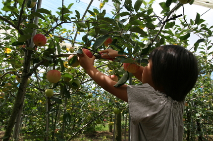 多田農園でリンゴ狩り→コーヒーの田中でシロクマ(@⌒￢⌒@)