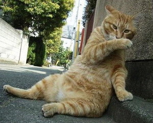 猫話