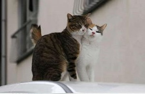 猫話