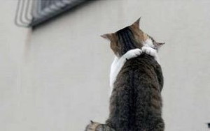 猫話