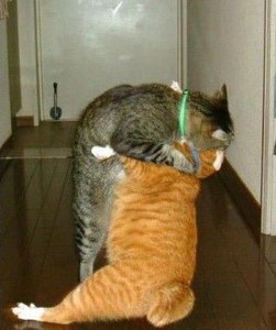猫話