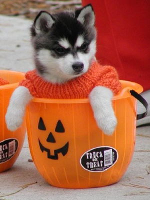 雨のハロウィン
