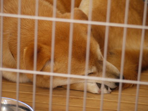 元気です。