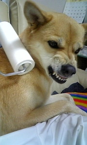 子供は風の子