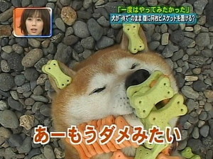 ブロガーさん名言・格言