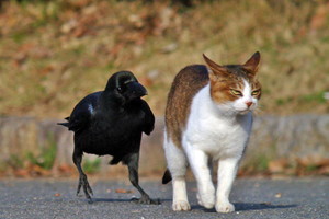 頭のいいカラス