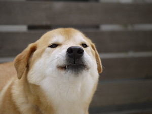 あえるの変顔