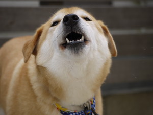 あえるの変顔